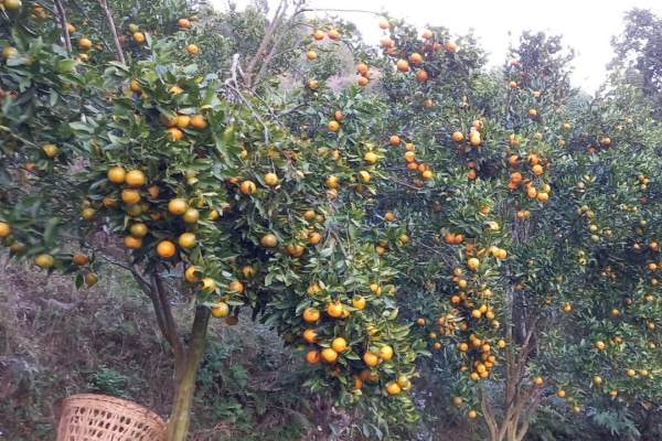 स्याङ्जामा यस वर्ष एक अर्ब ३२ करोडको सुन्तला उत्पादन